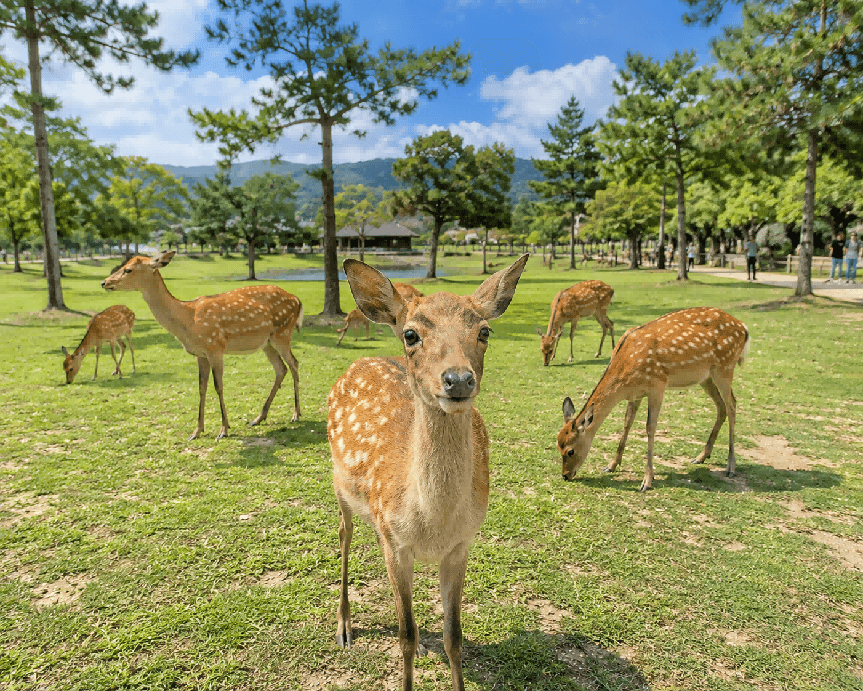Tokyo, Mt. Fuji, Kyoto & Osaka 8-Day Comfort Tour 14