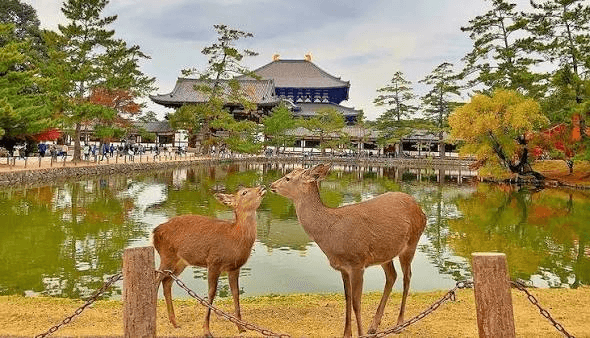 12-Day China-Japan Four Capitals Cultural Pilgrimage Tour 19