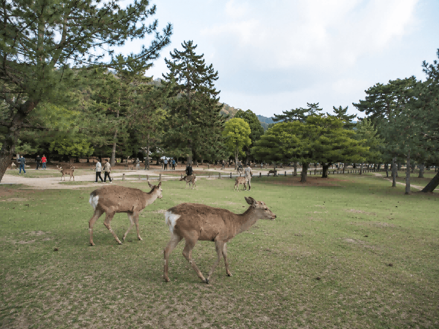 12-Day 11-Night Japan Curated Cultural In-Depth Tour 3