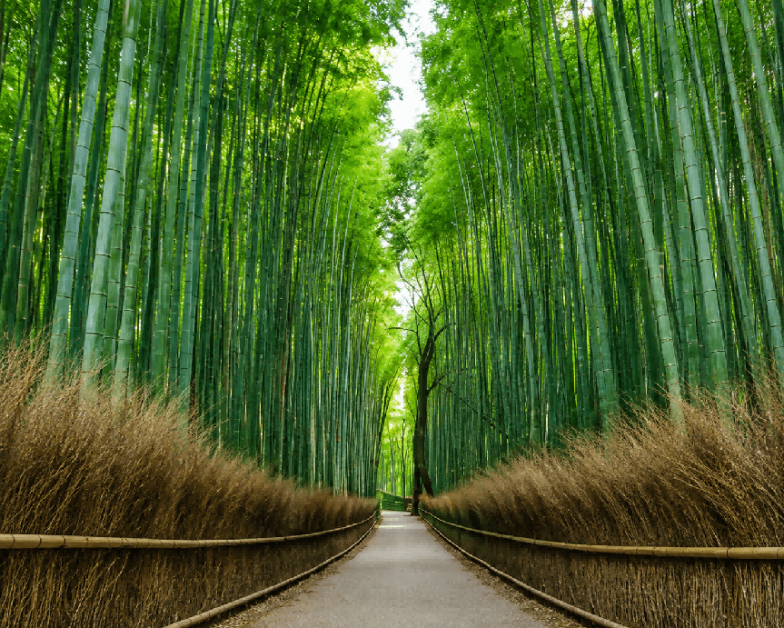 Tokyo, Mt. Fuji, Kyoto & Osaka 8-Day Comfort Tour 3