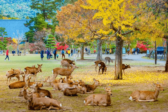 In-Depth 11-Day Japan Itinerary 27