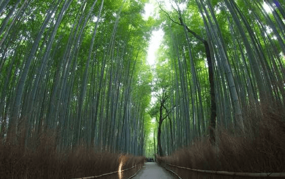 Classic 14-Day In-Depth Japan Itinerary 28