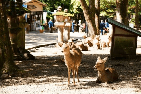 Classic 14-Day In-Depth Japan Itinerary 30