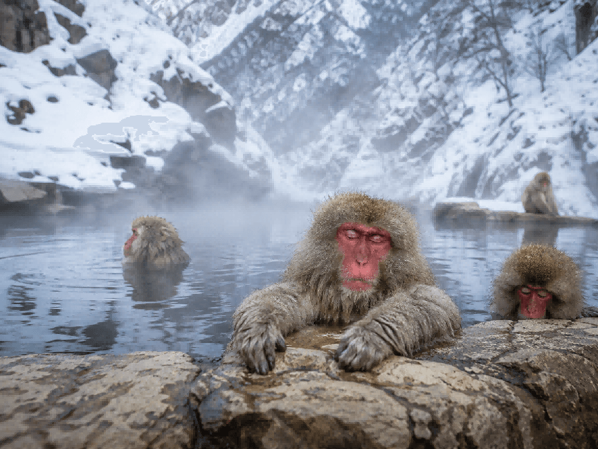 In-Depth 11-Day Japan Itinerary 4