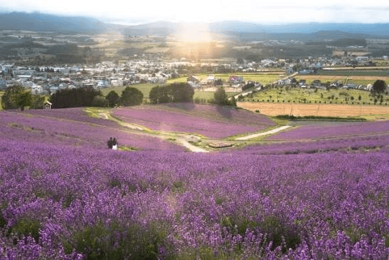 Hokkaido Premium 7-Day 6-Night Curated Itinerary 7